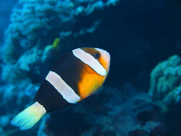 Incredibile Misterioso Mondo Sottomarino Dell Indonesia Nord Sulawesi Isola Bunaken — Foto Stock