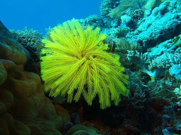 Amazing Mysterious Underwater World Indonesia North Sulawesi Bunaken Island Crinoid — Stock Photo, Image