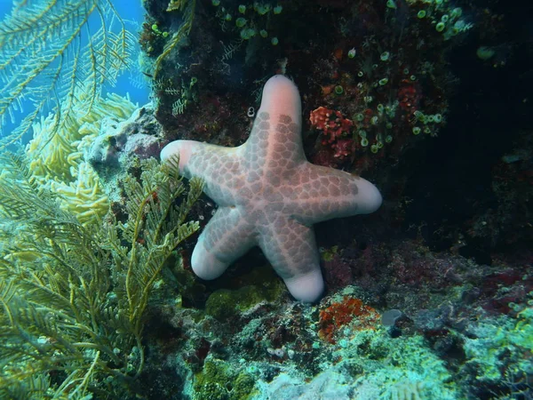 Endonezya Kuzey Sulawesi Bunaken Ada Deniz Yıldızı Muhteşem Gizemli Sualtı — Stok fotoğraf