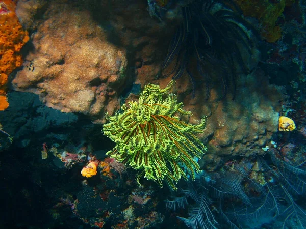 Amazing Mysterious Underwater World Indonesia North Sulawesi Bunaken Island Crinoid — Stock Photo, Image
