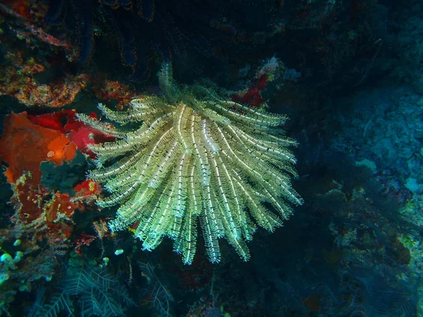 Incrível Misterioso Mundo Subaquático Indonésia North Sulawesi Bunaken Island Crinoid — Fotografia de Stock