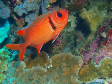 Muhteşem ve gizemli sualtı dünyasını Endonezya, Kuzey Sulawesi, Bunaken Island mercan balık