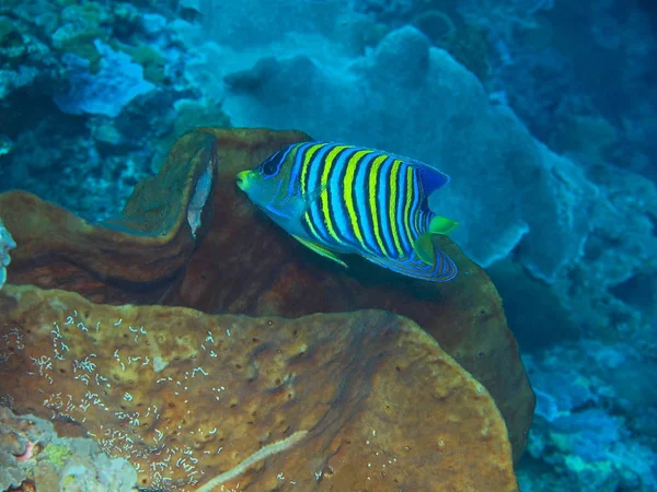 インドネシア 北スラウェシ島ブナケン島 素晴らしいと神秘的な水中の世界 サンゴ魚します — ストック写真