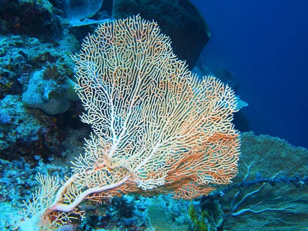 Die Erstaunliche Und Geheimnisvolle Unterwasserwelt Indonesiens Nordsulawesi Bunaken Island Gorgonian — Stockfoto