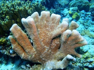 Endonezya, Kuzey Sulawesi, Bunaken Adası, taş mercan muhteşem ve gizemli sualtı dünyası