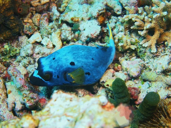 Asombroso Misterioso Mundo Submarino Indonesia Sulawesi Del Norte Isla Bunaken —  Fotos de Stock