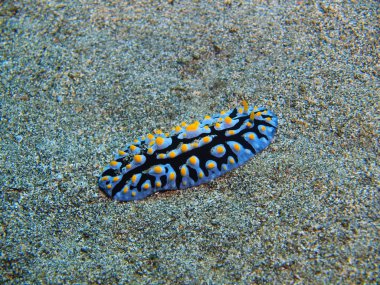 Endonezya, Kuzey Sulawesi, Bunaken ada, deniz yaratığı muhteşem ve gizemli sualtı dünyası