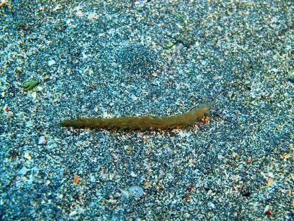 Die Erstaunliche Und Geheimnisvolle Unterwasserwelt Indonesiens Nordsulawesi Bunaken Island Meerschnecke — Stockfoto