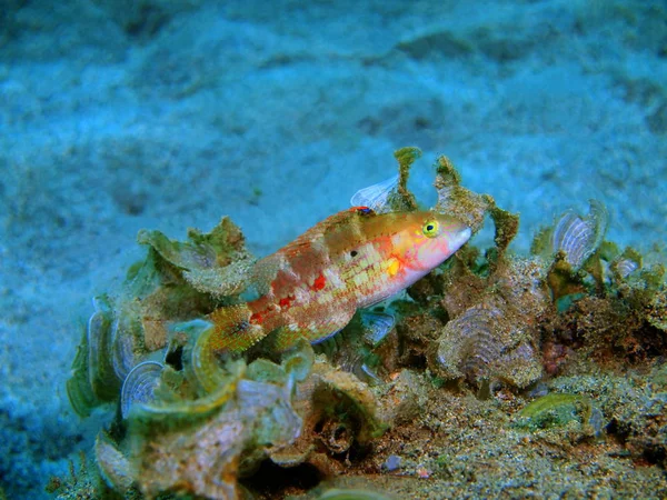 Die Erstaunliche Und Geheimnisvolle Unterwasserwelt Indonesiens Nordsulawesi Bunaken Insel Korallenfische — Stockfoto