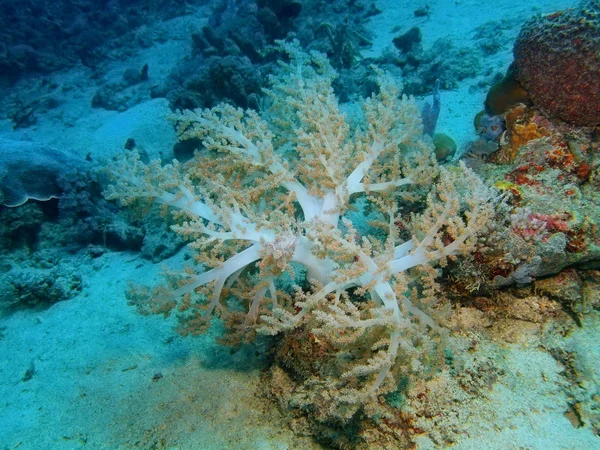 Die Erstaunliche Und Geheimnisvolle Unterwasserwelt Indonesiens Nordsulawesi Bunaken Island Weichkorallen — Stockfoto