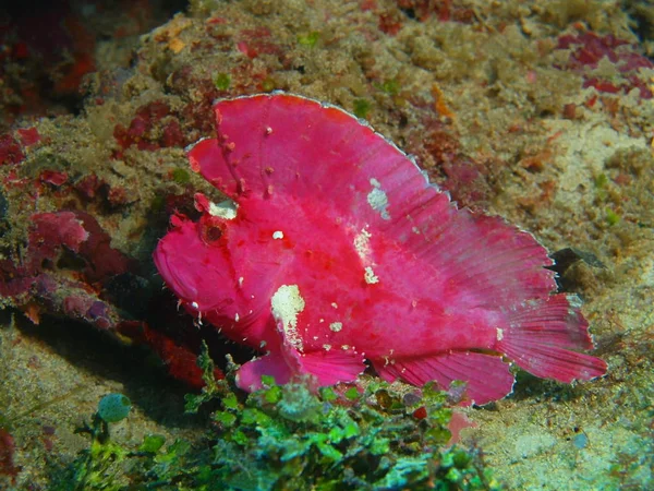 Die Erstaunliche Und Geheimnisvolle Unterwasserwelt Indonesiens Nordsulawesi Bunaken Insel Seeteufel — Stockfoto