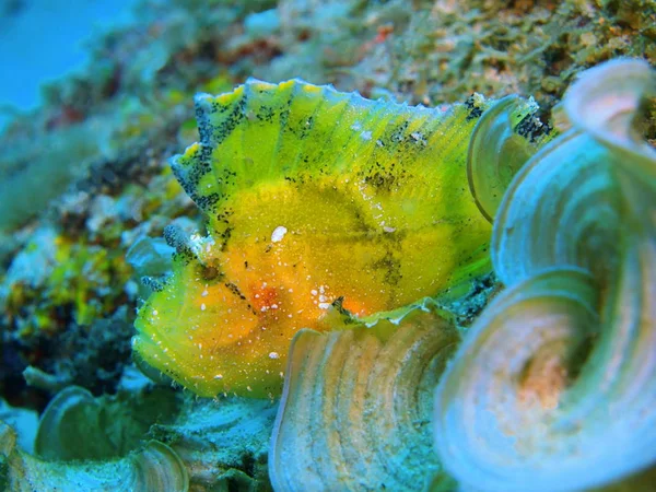 Increíble Misterioso Mundo Submarino Indonesia Sulawesi Del Norte Isla Bunaken —  Fotos de Stock