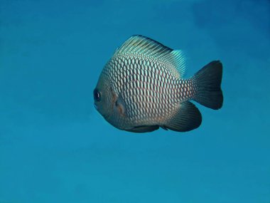 Muhteşem ve gizemli sualtı dünyasını Endonezya, Kuzey Sulawesi, Bunaken Island mercan balık