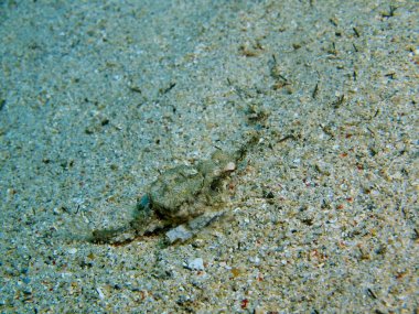 Endonezya, Kuzey Sulawesi, Bunaken Adası, tropikal balık inanılmaz ve gizemli sualtı dünyası
