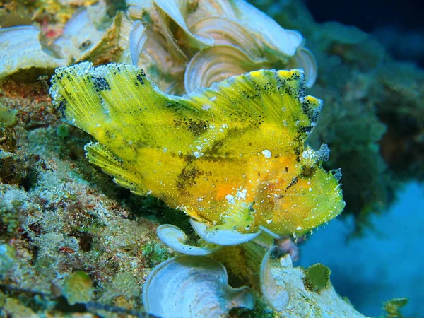 Die Erstaunliche Und Geheimnisvolle Unterwasserwelt Indonesiens Nordsulawesi Bunaken Insel Seeteufel — Stockfoto