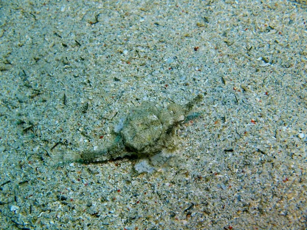 Den Fantastiske Mystiske Undersøiske Verden Indonesien North Sulawesi Bunaken Island - Stock-foto