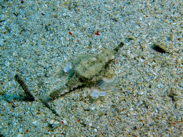 Úžasný Záhadný Podmořský Svět Indonésie Severní Sulawesi Bunaken Island Tropické — Stock fotografie