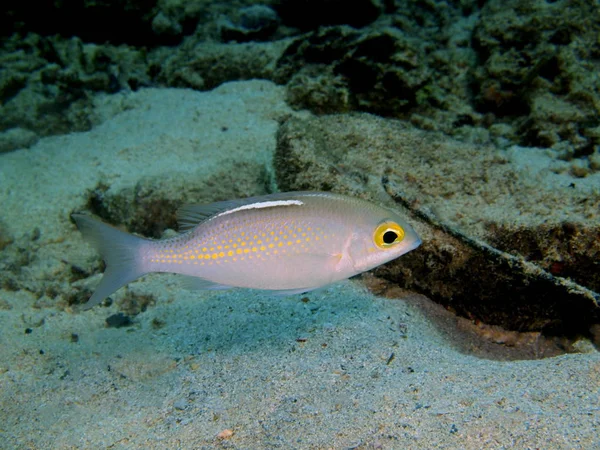 Incredibile Misterioso Mondo Sottomarino Dell Indonesia Nord Sulawesi Isola Bunaken — Foto Stock