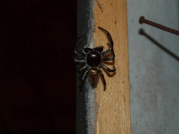 Increíble Mundo Natural Indonesia Sulawesi Del Norte Isla Bunaken Araña — Foto de Stock