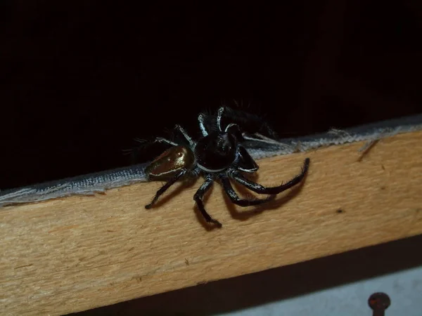 印度尼西亚惊人的自然世界 北苏拉威西岛 布纳肯岛 热带蜘蛛 — 图库照片