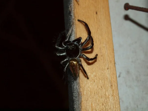 Increíble Mundo Natural Indonesia Sulawesi Del Norte Isla Bunaken Araña —  Fotos de Stock