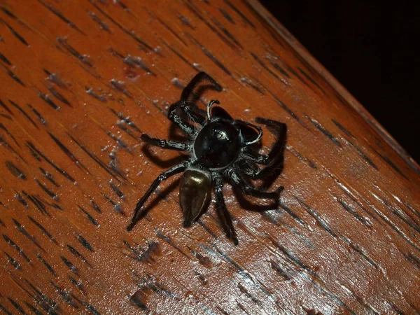 인도네시아 북술라웨시 부나켄 거미의 놀라운 — 스톡 사진