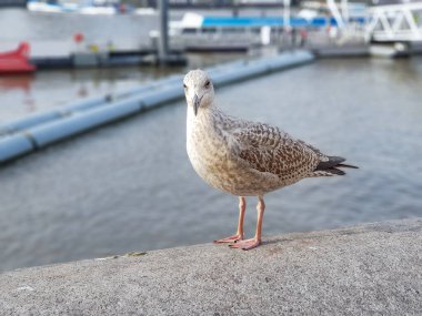 Arka planda Thames Nehri olan kuş portresi