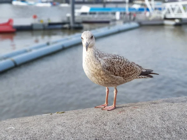 Vogelporträt Mit Themse Hintergrund — Stockfoto