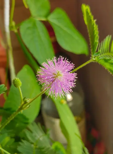Yeşil Yaprakların Arasında Güzel Mor Çiçek — Stok fotoğraf