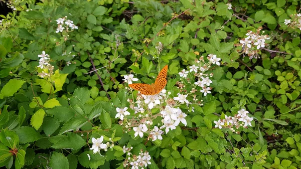 Beyaz bir çiçekte güzel bir kelebek