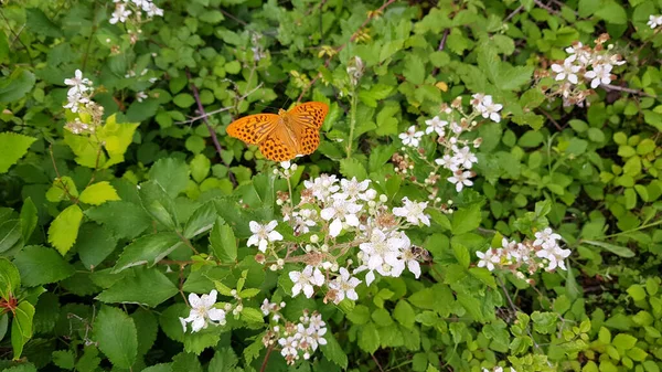 Schöner Schmetterling Auf Einer Weißen Blume — Stockfoto