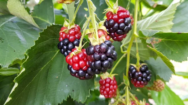 Yaprakların arasında asılı kırmızı ve mavi dutların yakın çekimi
