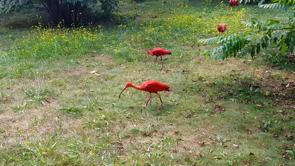 Czerwone Ptaki Szkarłatne Ibis Długim Dziobem Chodzącym Trawie — Zdjęcie stockowe