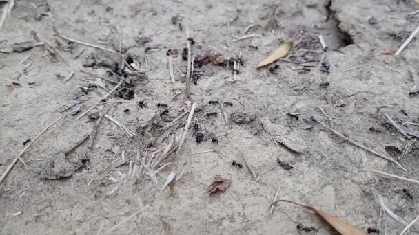 Enge Sicht Auf Emsige Ameisen Die Auf Dem Boden Herumlaufen — Stockvideo