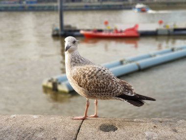 Londra, İngiltere 'de Thames kıyılarında portre için poz veren bir kuş.
