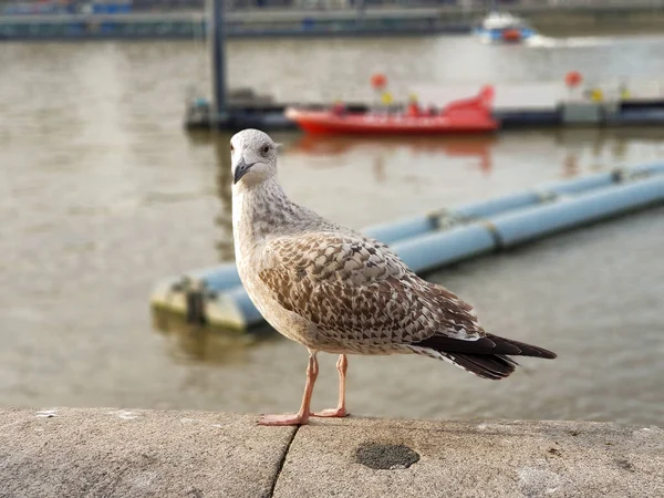 Ein Vogel Posiert Ufer Der Themse London Für Ein Porträt — Stockfoto