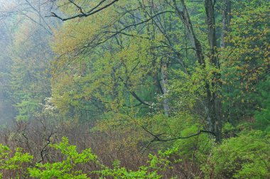 Bahar ormanlarının manzarası bataklığın kenarında çiçek açmış köpek odunlarıyla, Yankee Springs State Park, Michigan, ABD