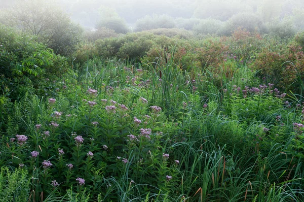 Summer Landscape Marsh Joe Pye Weed Bloom Michigan Usa — Stock Photo, Image