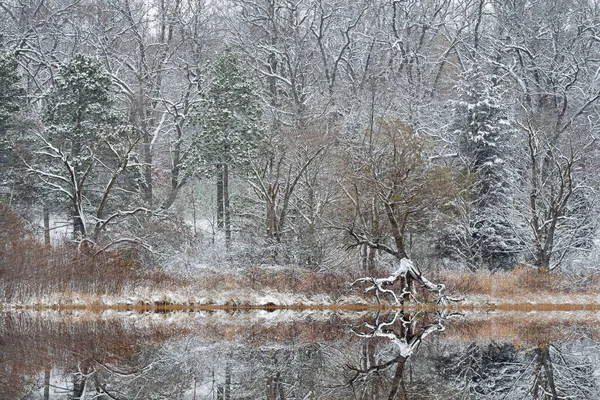 Winter landscape of snow flocked trees on the shoreline of Deep Lake and with mirrored reflections in calm water, Yankee Springs State Park, Michigan, USA