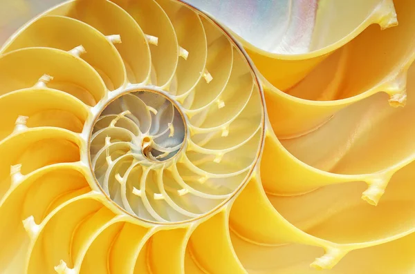 Close Uma Concha Nautilus Revelando Seus Intrincados Padrões Texturas Detalhes — Fotografia de Stock