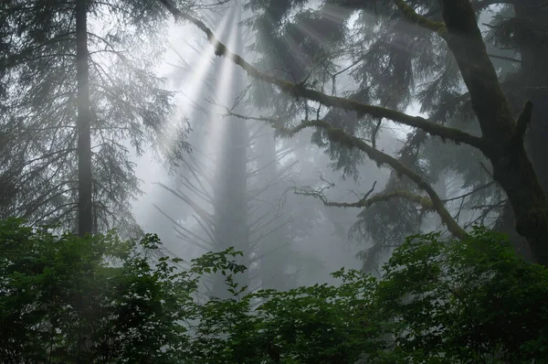 Paisaje Bosque Secuoyas Costeras Niebla Con Rayos Sol Prairie Creek — Foto de Stock