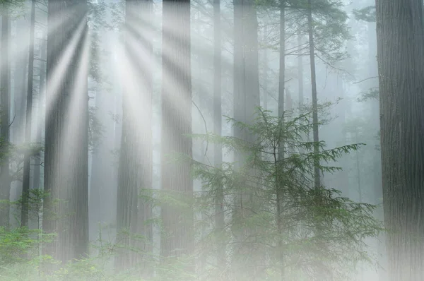 霧の中の海岸レッドウッドの森の風景 プレーリークリーク州立公園 カリフォルニア州 アメリカ — ストック写真