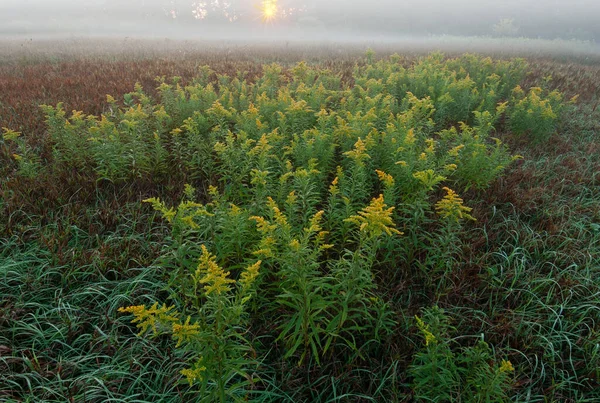 Mglisty Letni Krajobraz Rozkwitu Złotej Rózgi Wschodzie Słońca Sabo Meadow — Zdjęcie stockowe