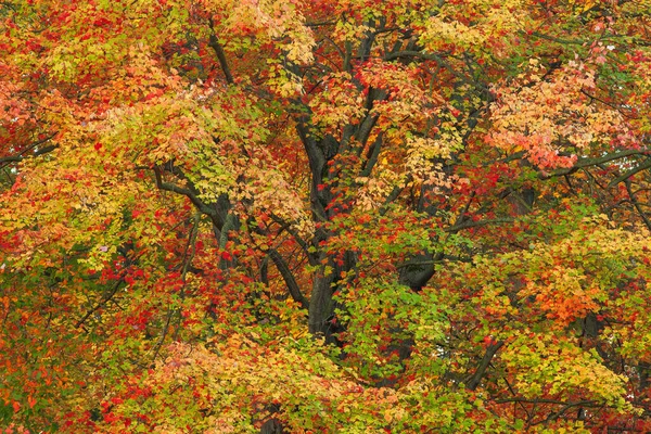 Φθινόπωρο Τοπίο Του Σφενδάμου Χρώμα Κορυφής Yankee Springs State Park — Φωτογραφία Αρχείου