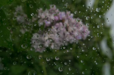 leylak ve cam dan damla