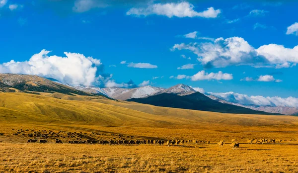 Montagne Tien Shan Almaty Kazakistan Asia Centrale — Foto Stock