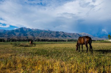 Orta Asya, Kazakistan 'daki dağların yakınındaki çayırlarda otlayan atlar.