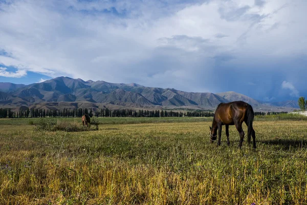 Caballos Pastando Prados Cerca Montañas Kazajstán Asia Central — Foto de Stock