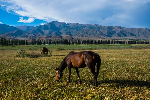 Orta Asya Kazakistan Daki Dağların Yakınındaki Çayırlarda Otlayan Atlar — Stok fotoğraf