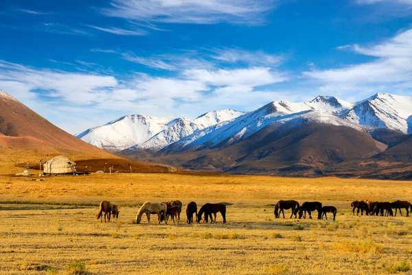 Atlar otlakta, Kazakistan 'ın Almaty şehrinin yakınlarında.